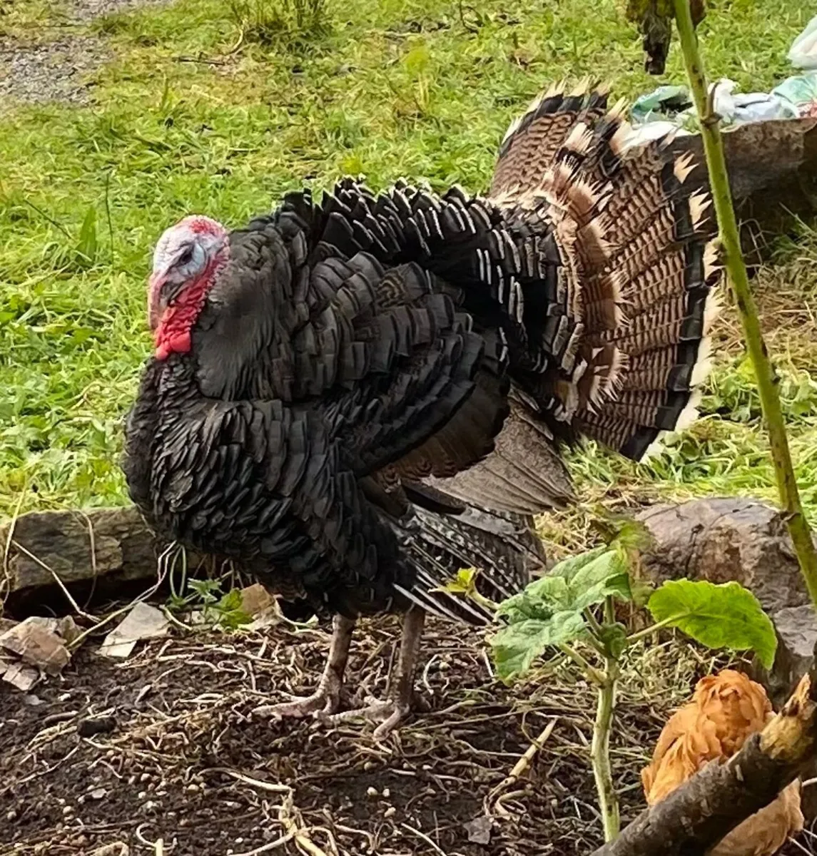 turkey and hen heritage breed - Image 2