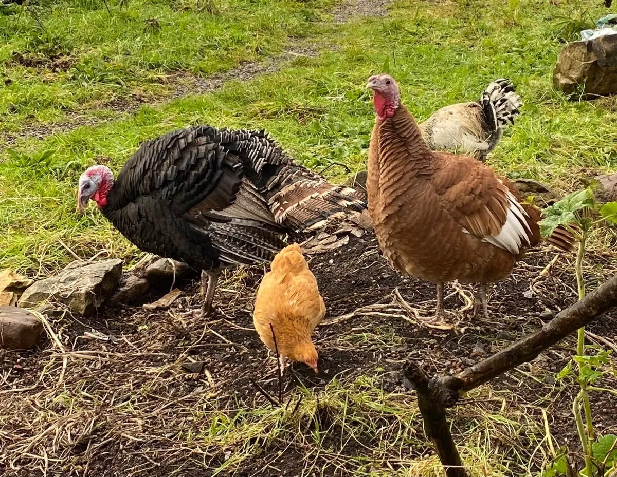 turkey and hen heritage breed - Image 4