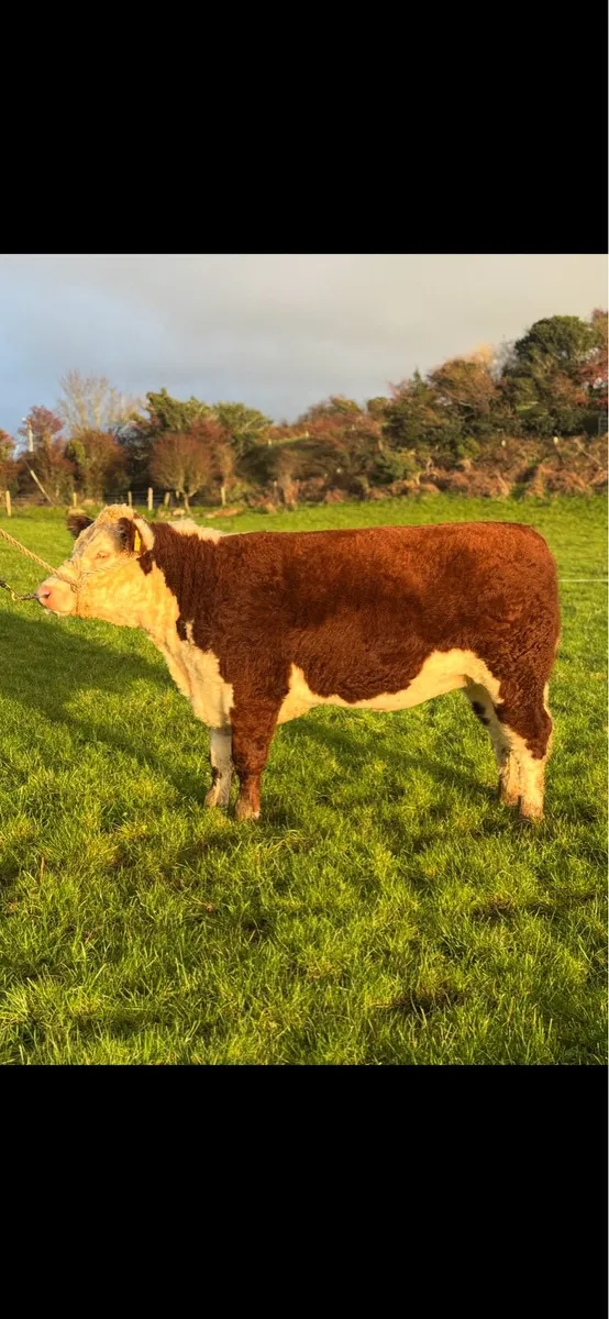 Pedigree Incalf Heifer- Premier Sale - Image 1