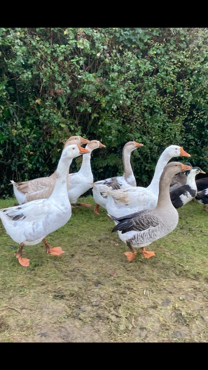 Geese & Drakes - farm yard mix - Image 4