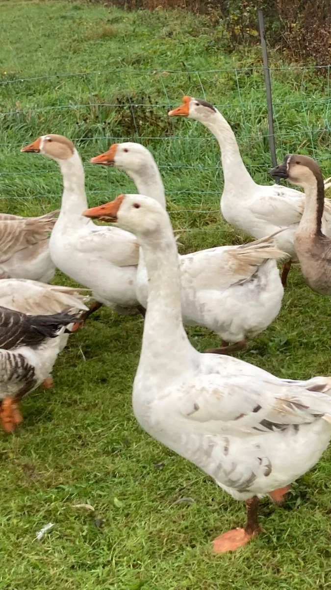 Geese & Drakes - farm yard mix - Image 1