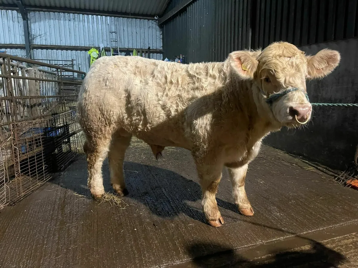 Charolais Bulls / Heifers - Image 1