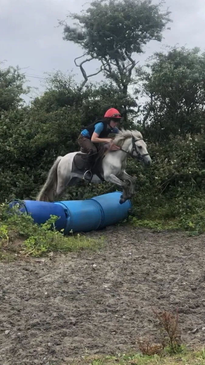 12.2h rising 4yo pony - Image 3