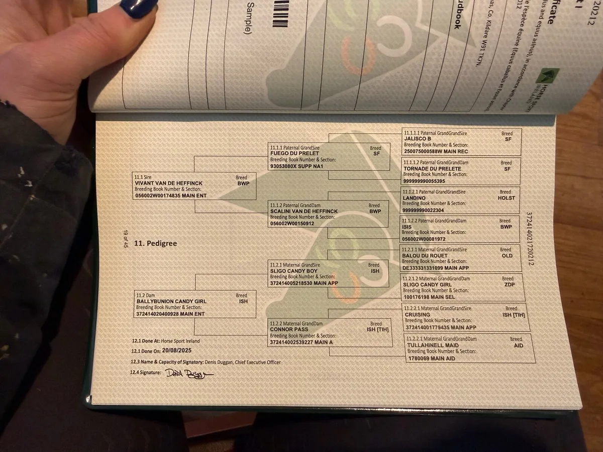 Quality ISH Colt - Vivant X Sligo Candy Boy - Image 3