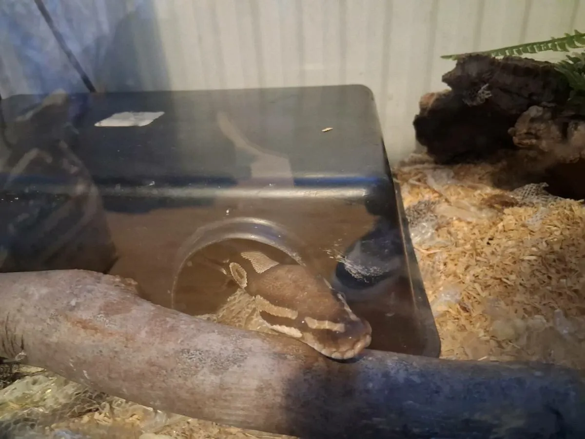 Royal Python and Enclosure - Image 2