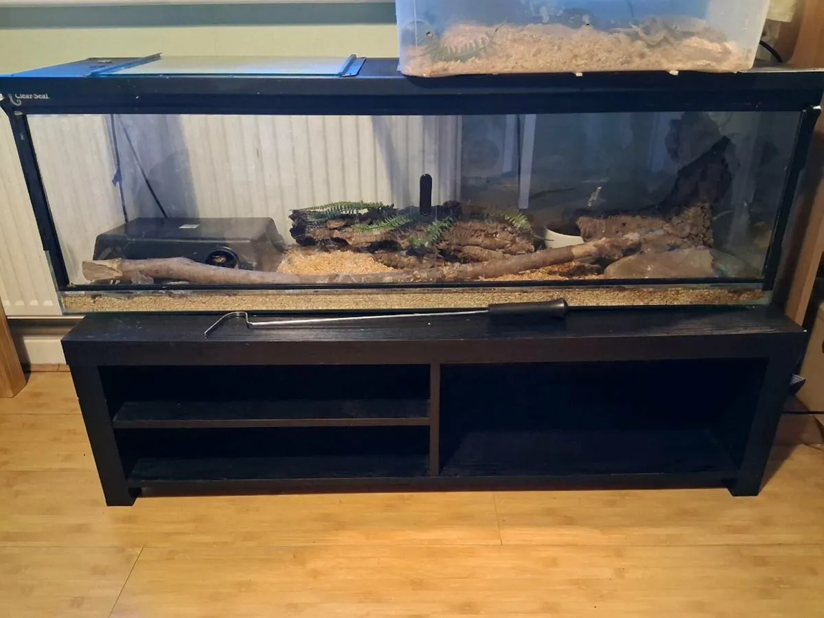 Royal Python and Enclosure - Image 1