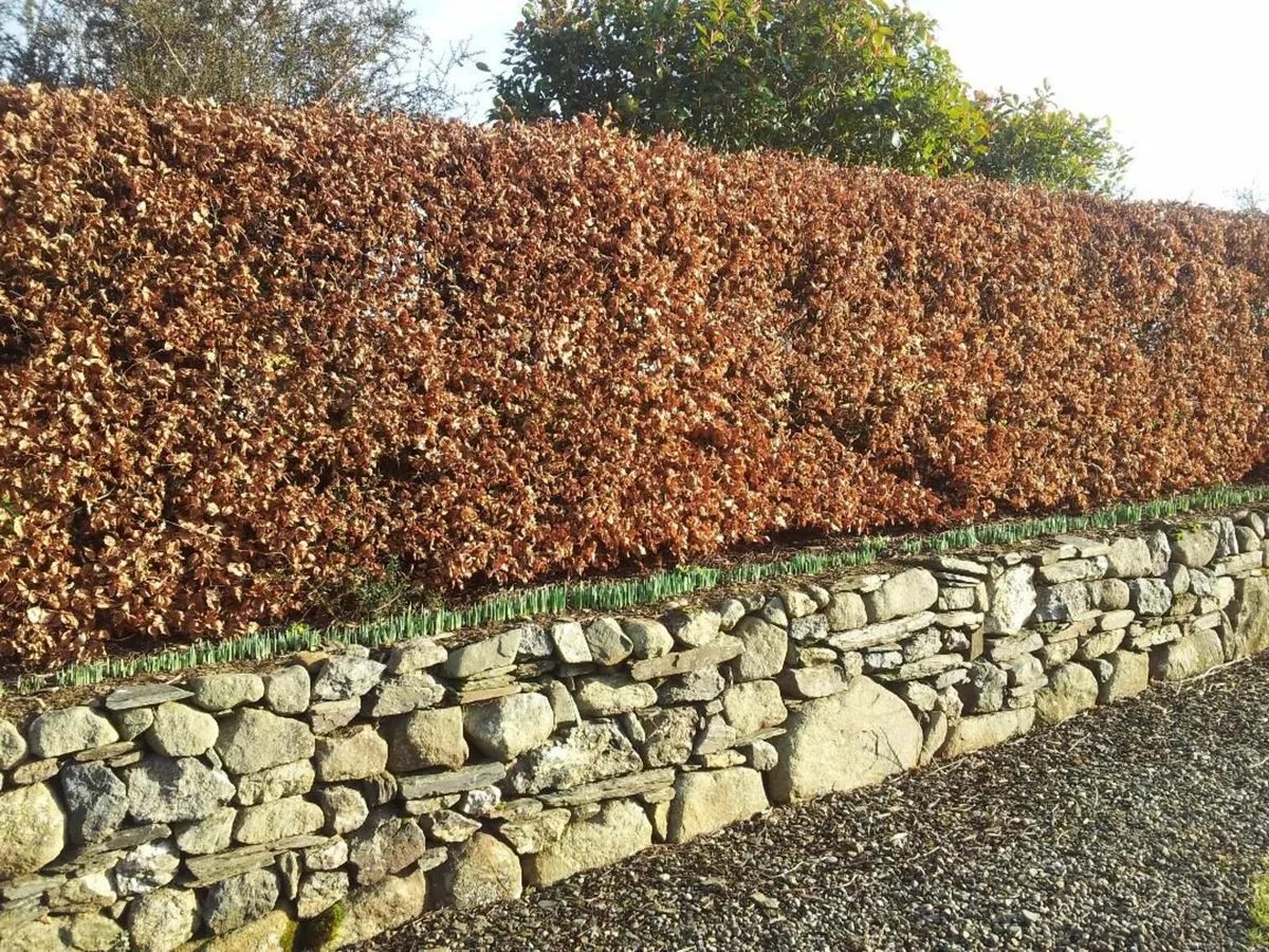 beech hedging - Image 3