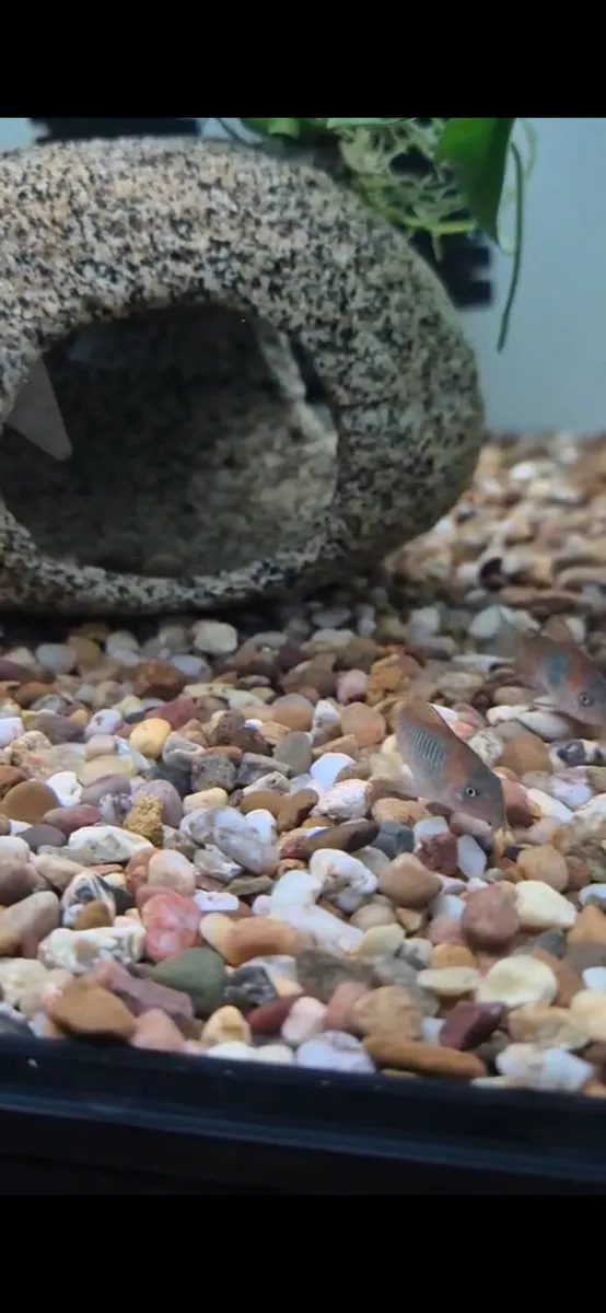 Tropical Fish and Shrimp - Image 2