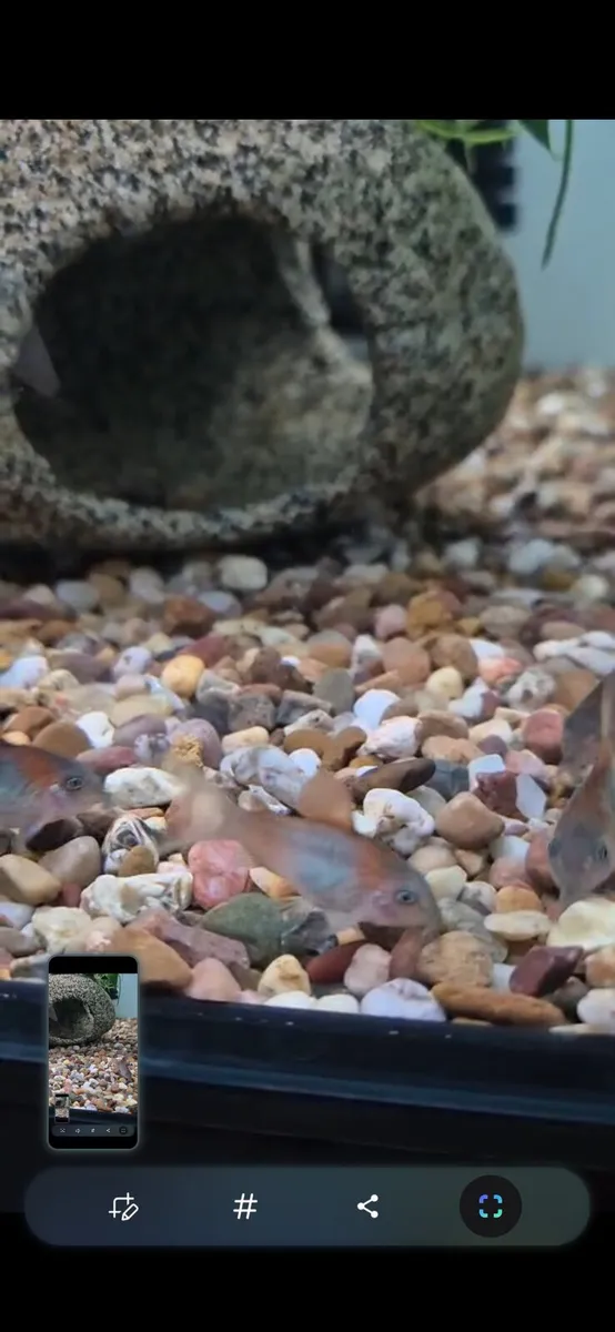 Tropical Fish and Shrimp - Image 3