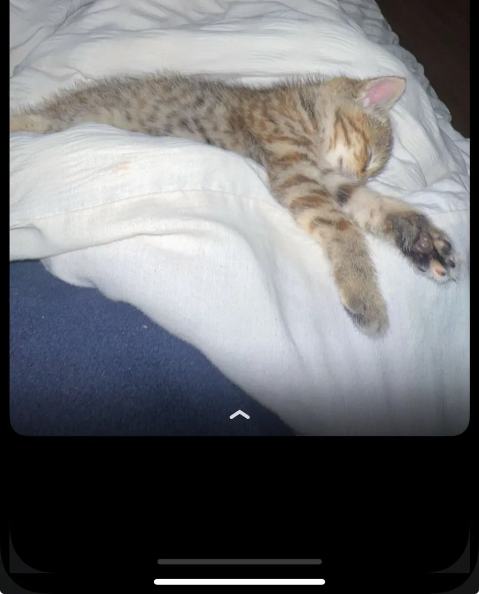 Tabby kitten - Image 2