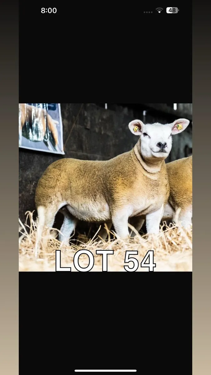 Pedigree texel ewe lambs - Image 1