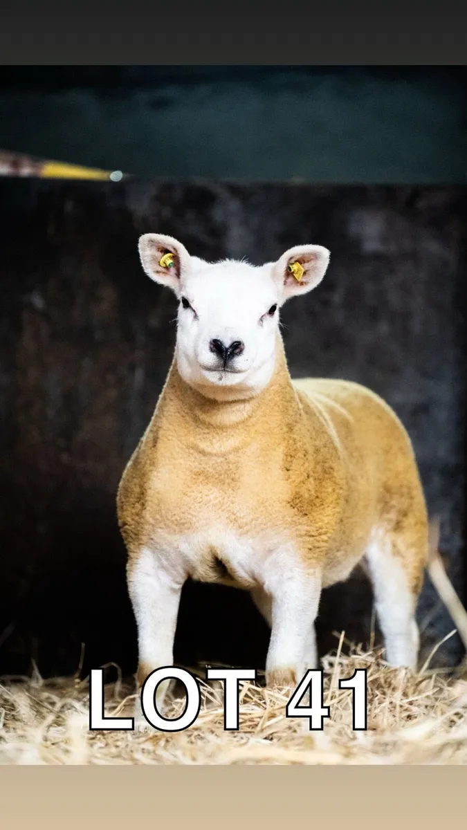 Pedigree texel ewe lambs - Image 2