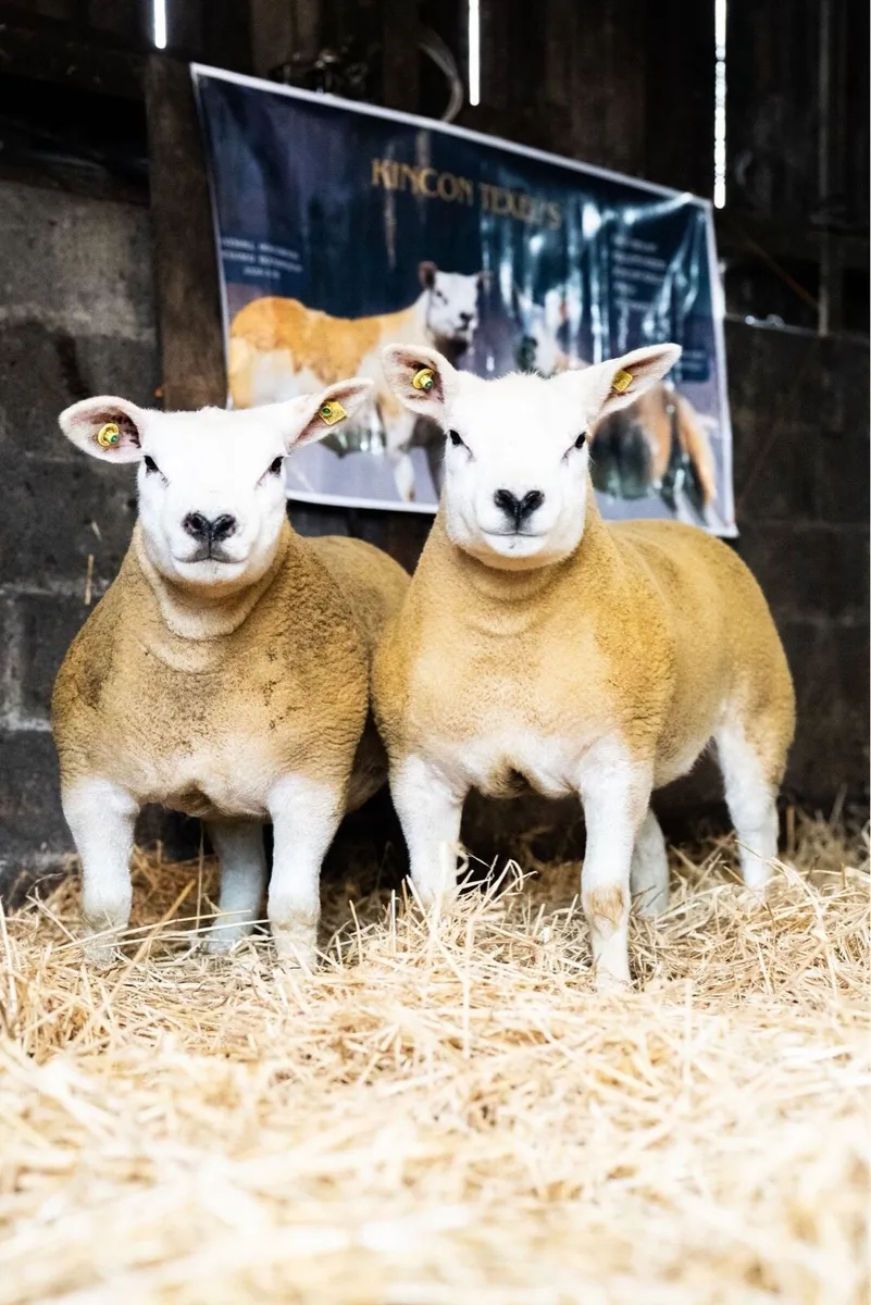Pedigree texel ewe lambs - Image 4
