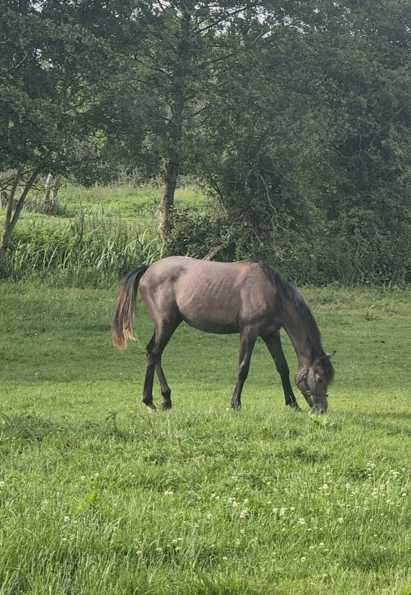 Almost 2yo Filly by Democrat - Image 2