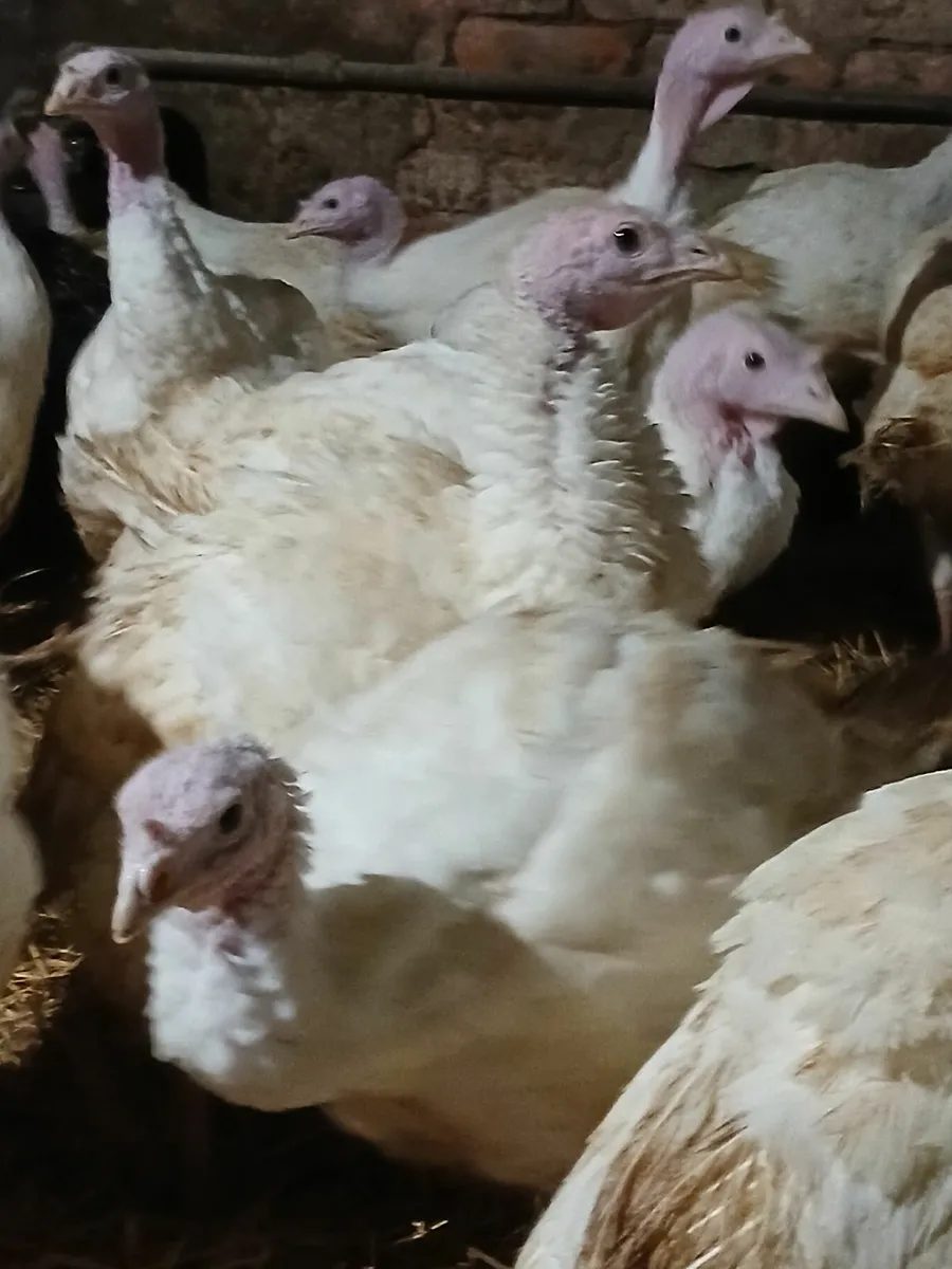 Turkeys - Image 1