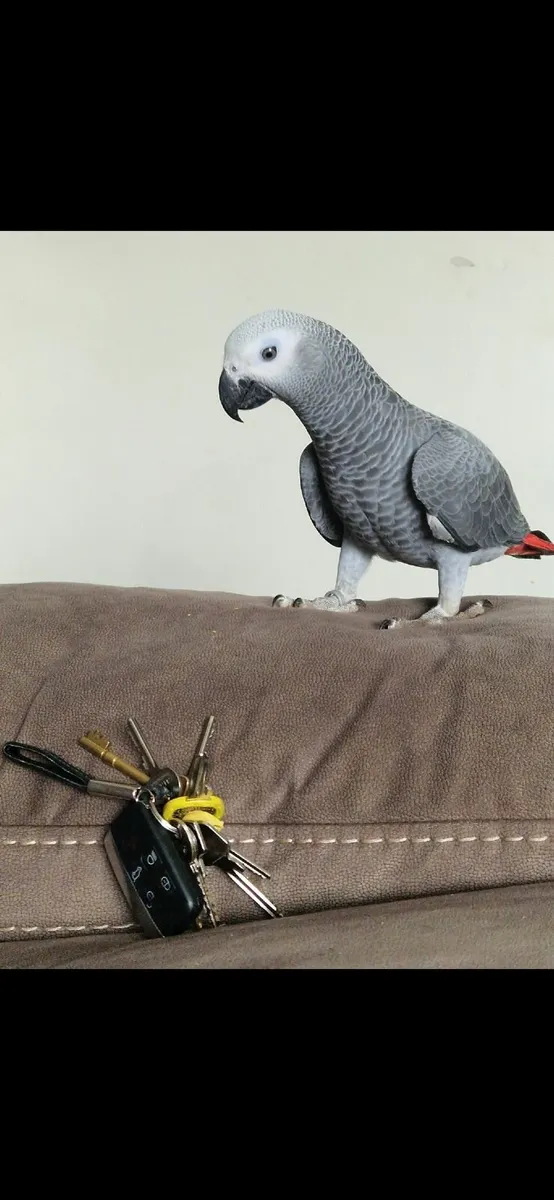African grey parrot - Image 1