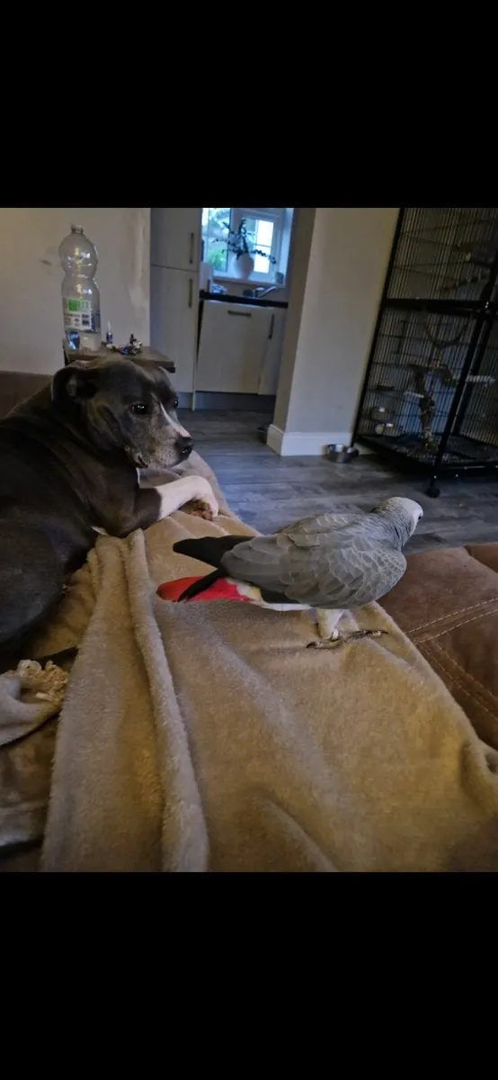 African grey parrot - Image 4