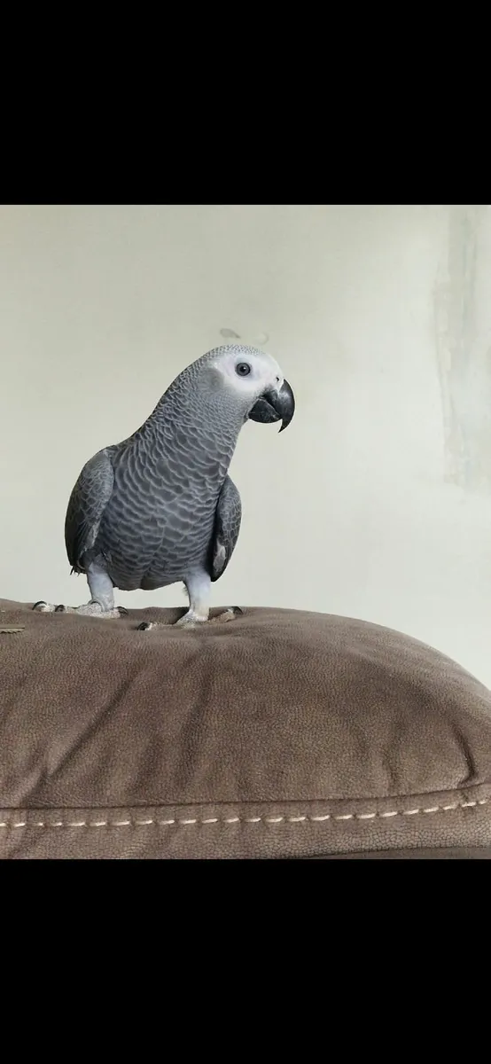 African grey parrot - Image 2