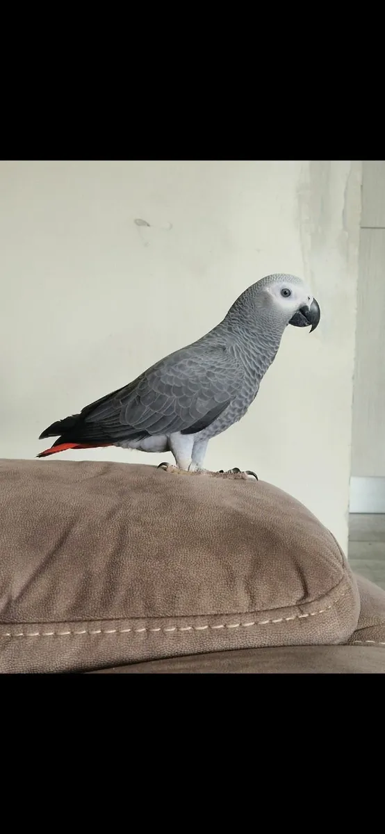 African grey parrot - Image 3