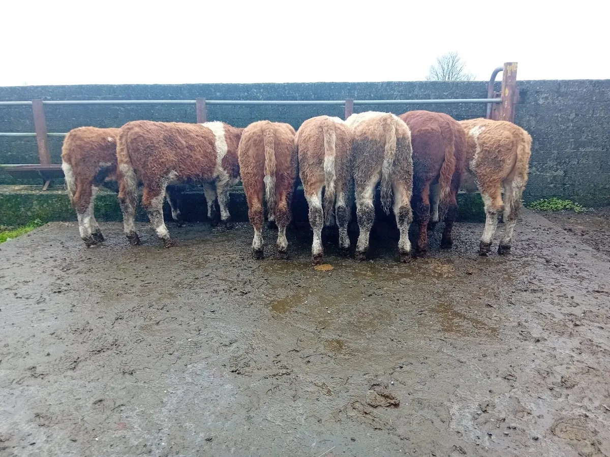 7 Simmental Bull Weanlings - Image 1