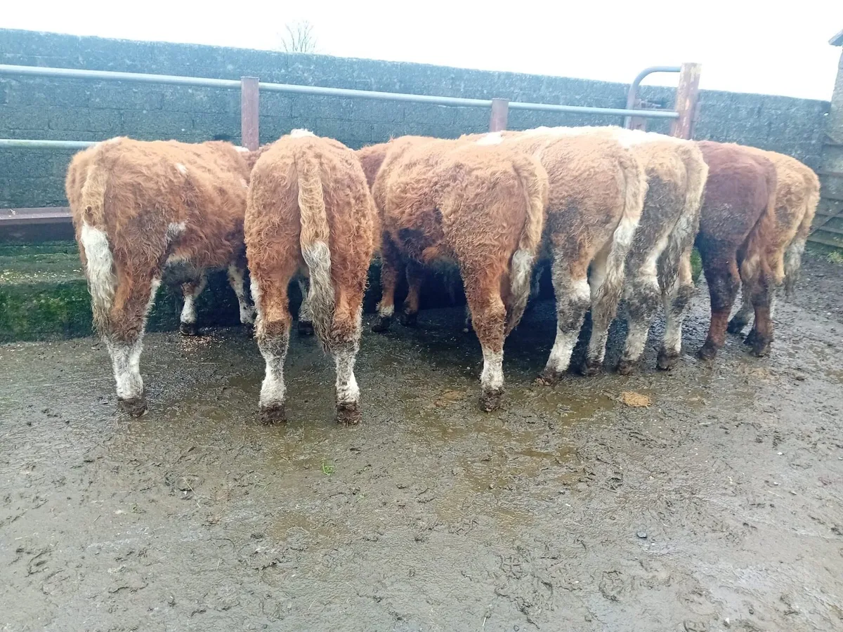 7 Simmental Bull Weanlings - Image 2
