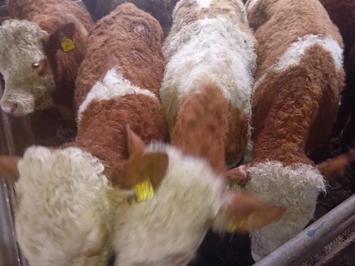 7 Simmental Bull Weanlings - Image 3