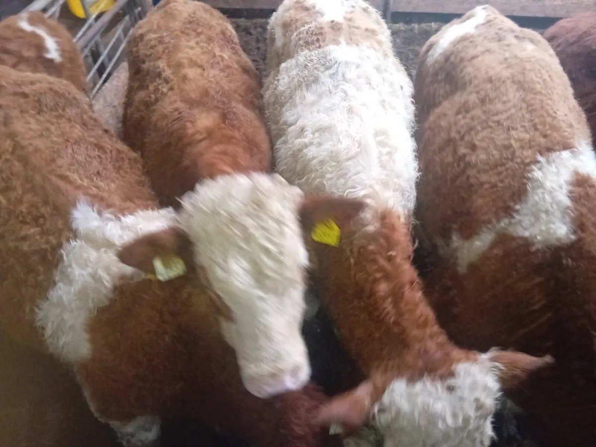 7 Simmental Bull Weanlings - Image 4