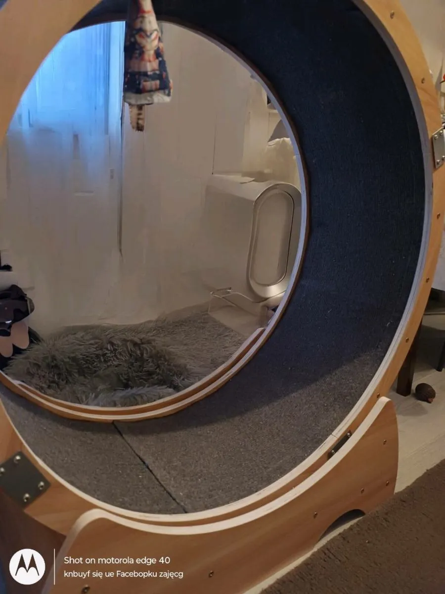 Cat exercise wheel - Image 2