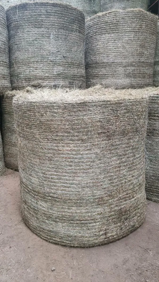 Heylage an silage - Image 2
