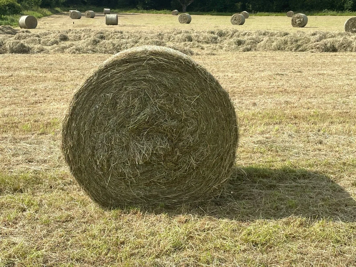 Round bales Hay June 2025 - Image 2