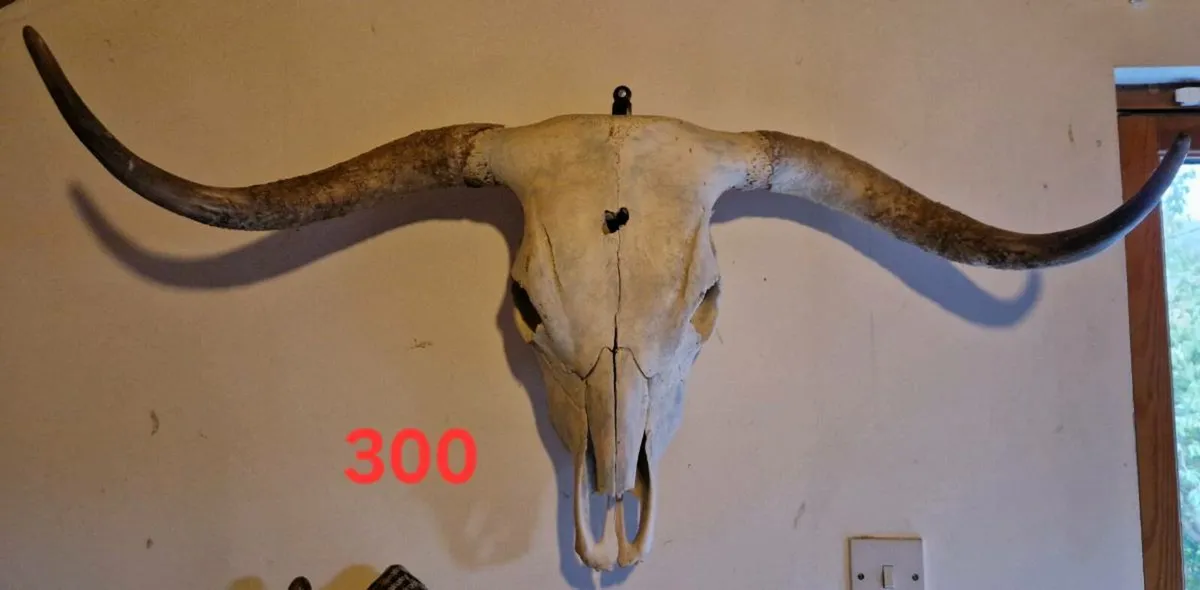 Natural Skulls - Image 1