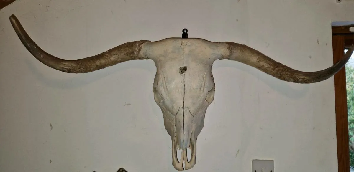 Natural Skulls - Image 4