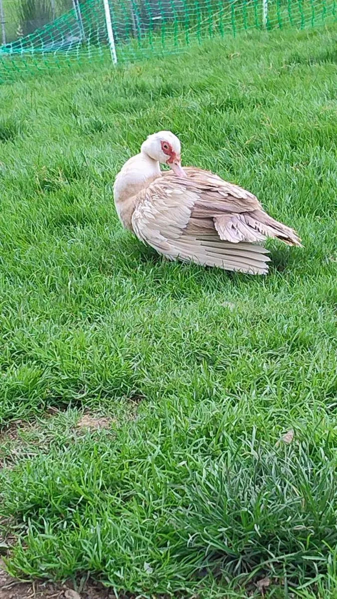 Ducks and muscovies for sale and hens for free - Image 1