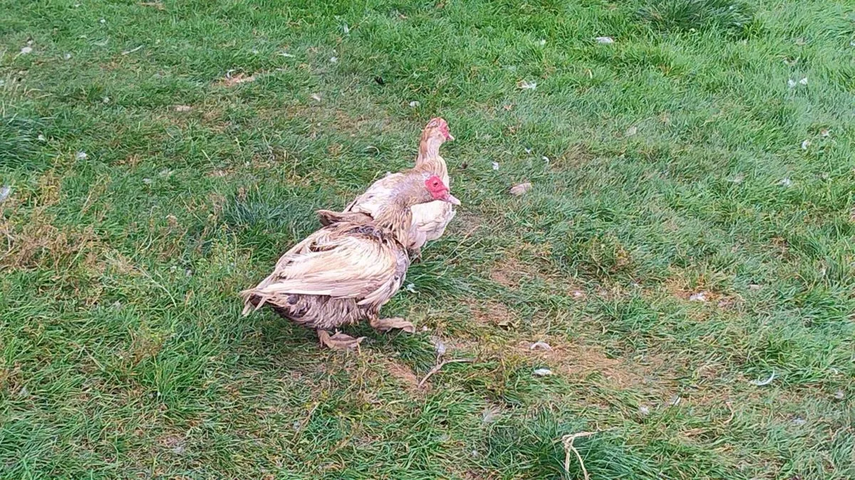 Ducks and muscovies for sale and hens for free - Image 3