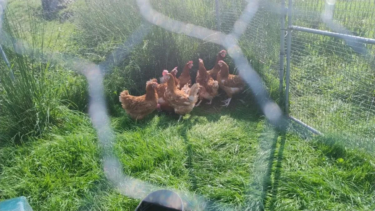 Ducks and muscovies for sale and hens for free - Image 4