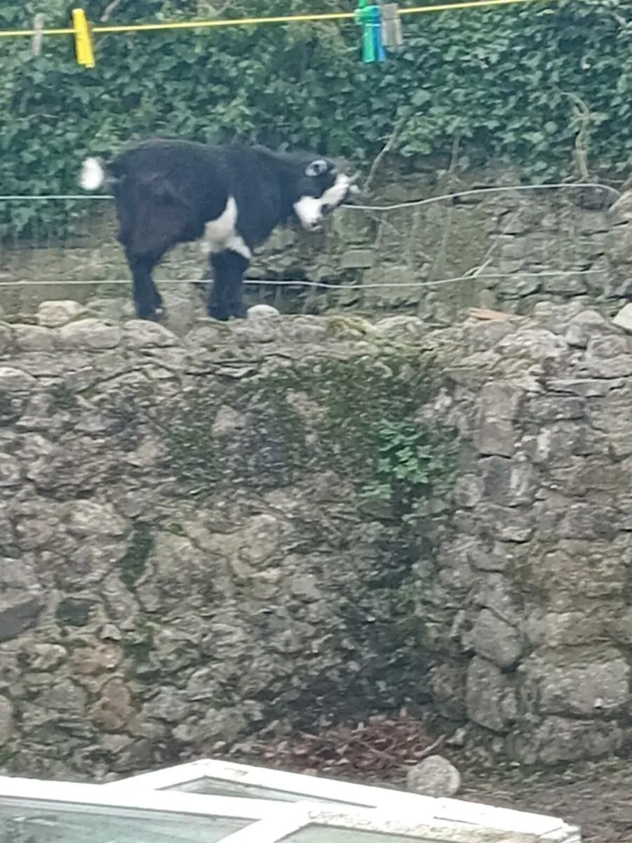 PygmyGoats - Image 1
