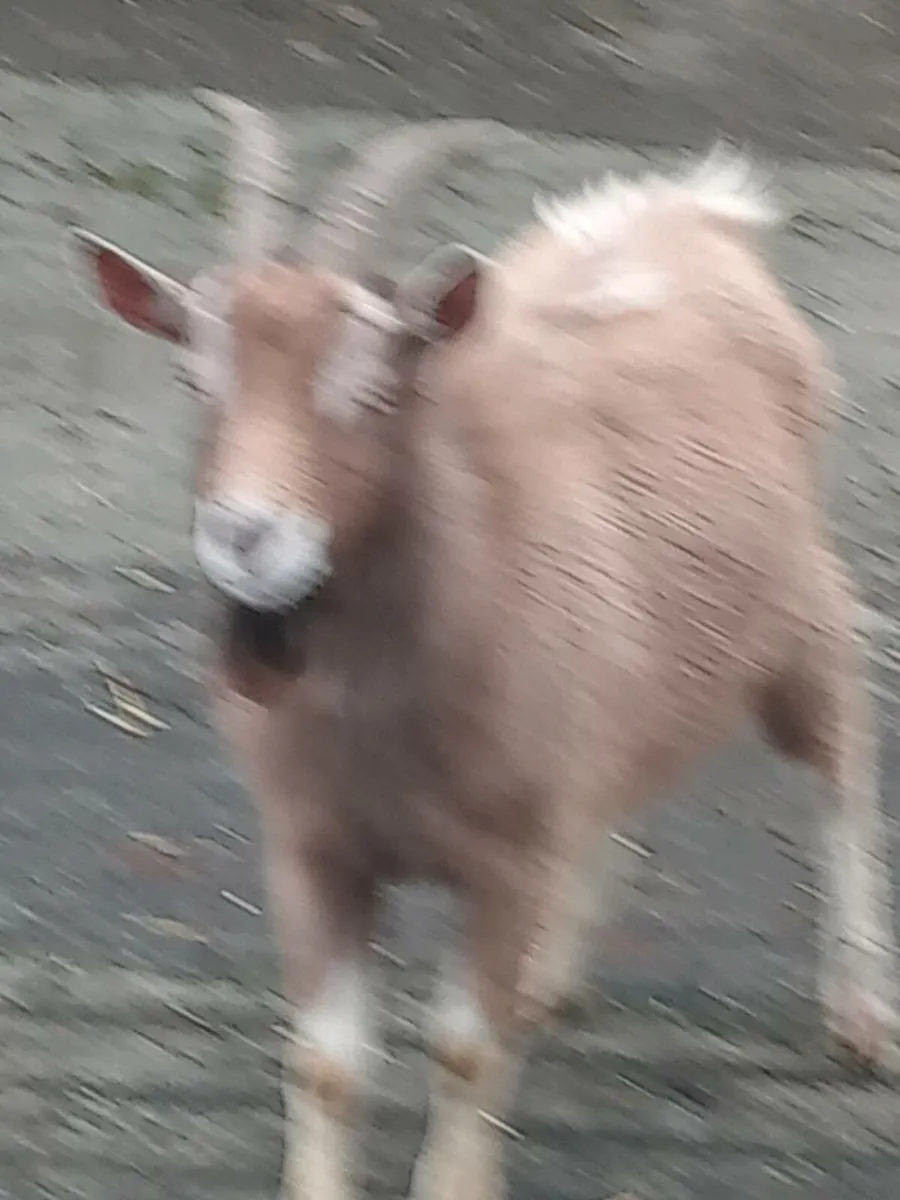 PygmyGoats - Image 3