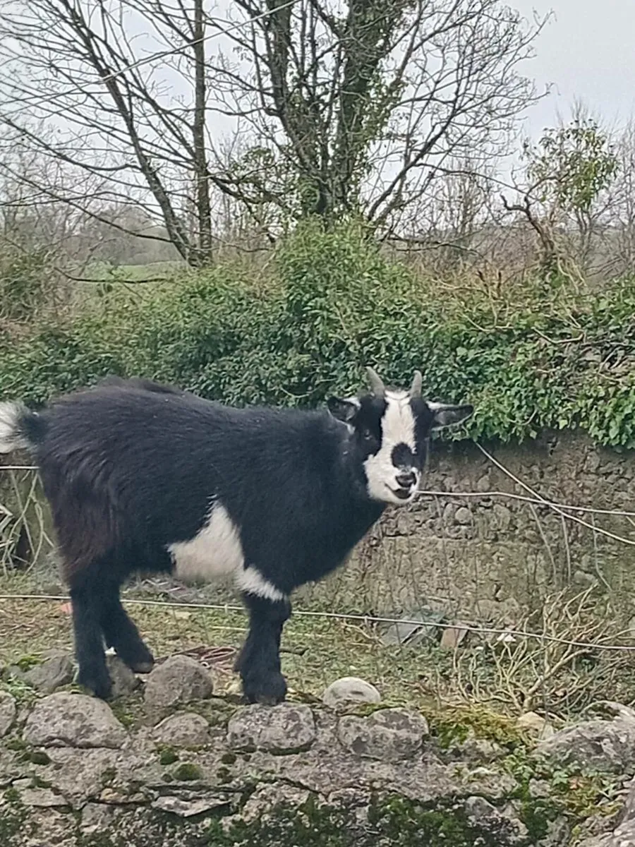 PygmyGoats - Image 2