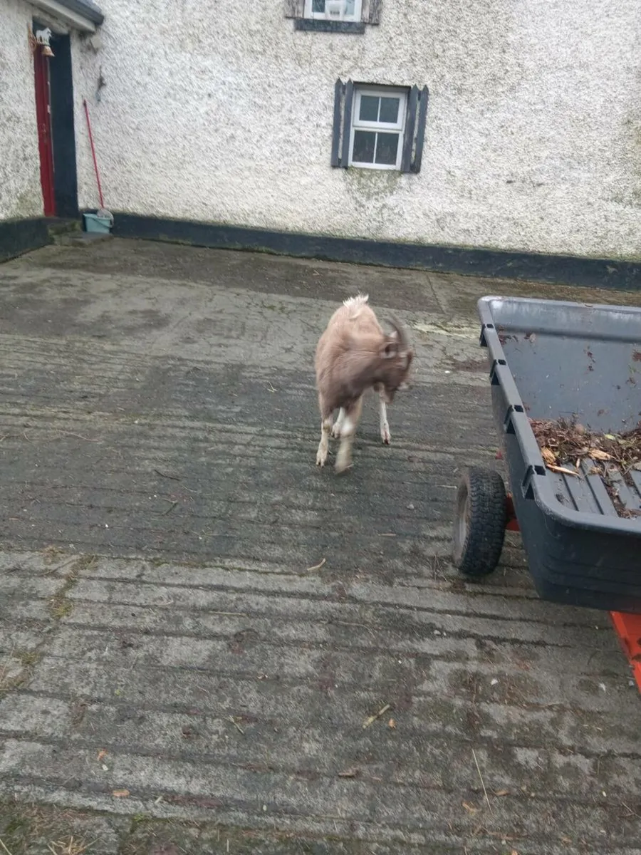 Goat for breading - Image 3