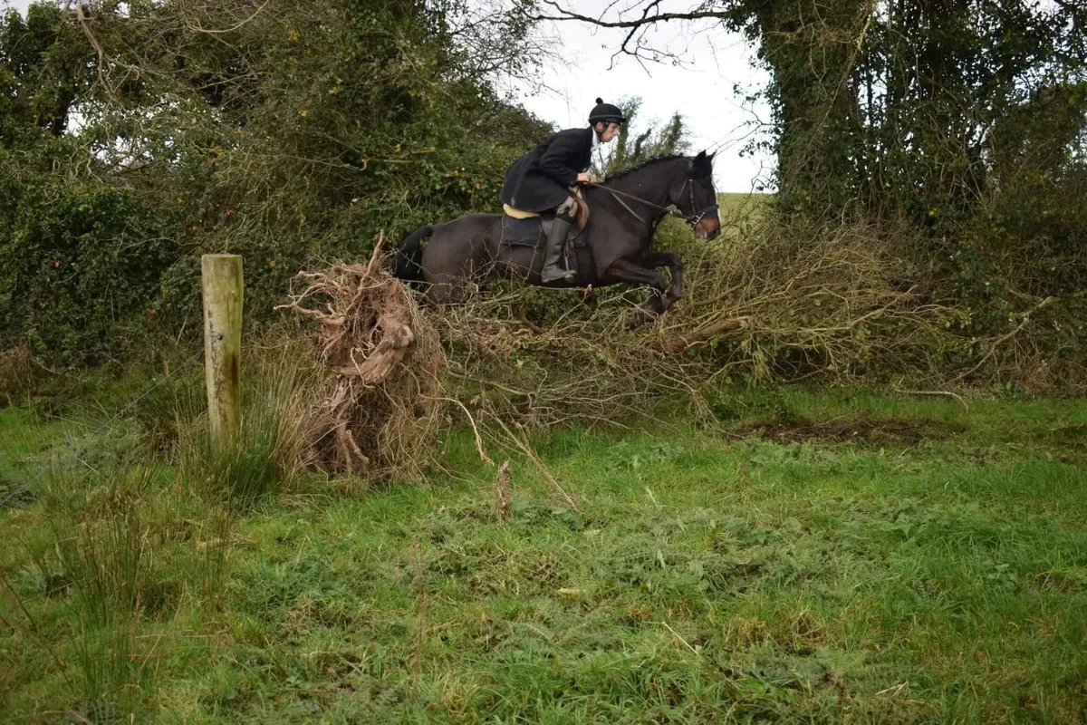 15hh rising 5yo ISH gelding eventer/hunter - Image 4