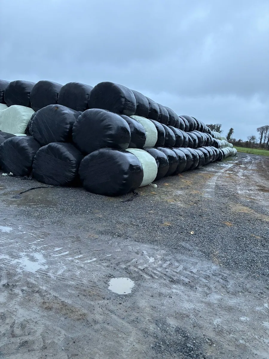 Silage - Image 2