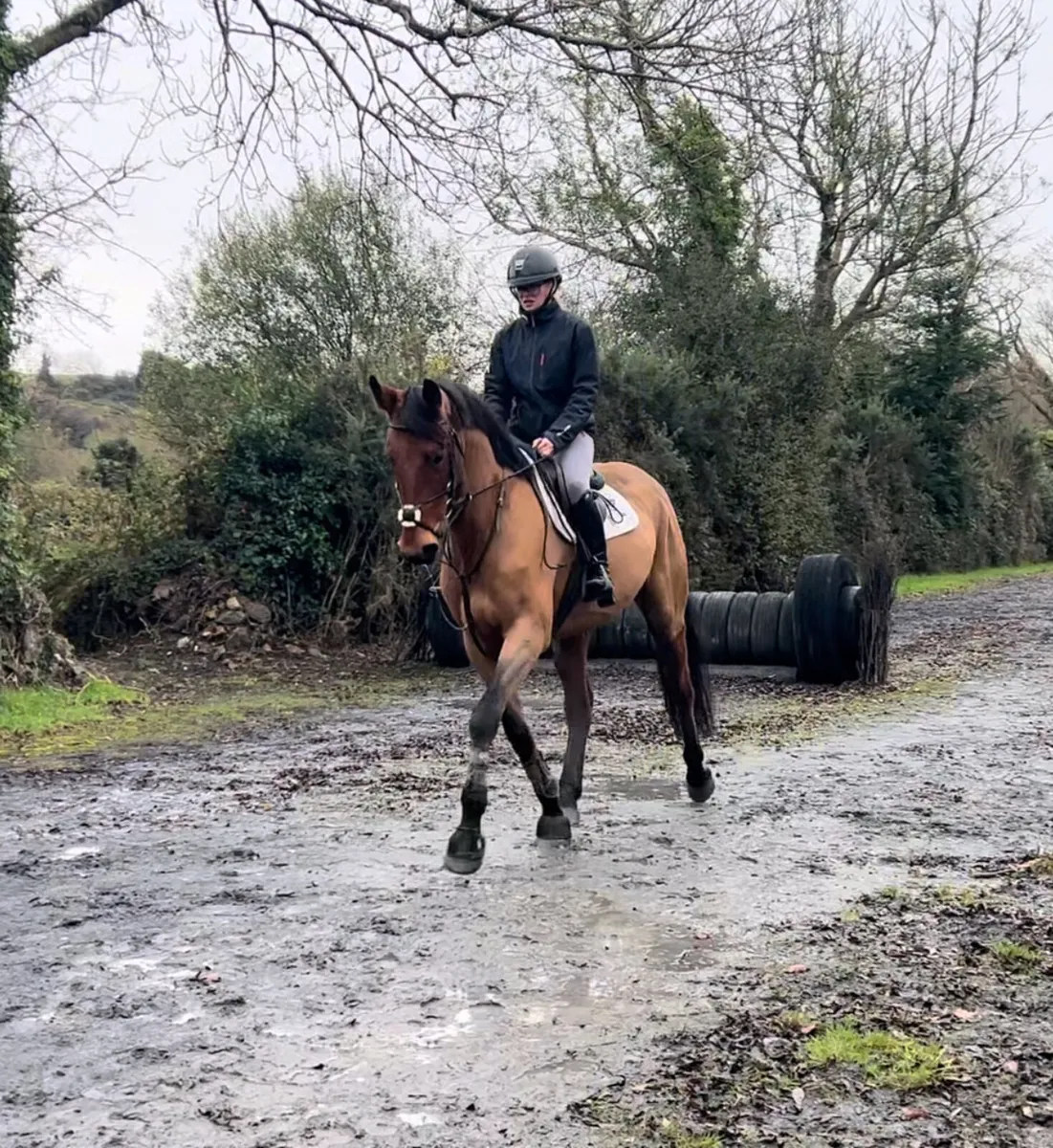 5yo TIH Deloughtane Josh - Image 2