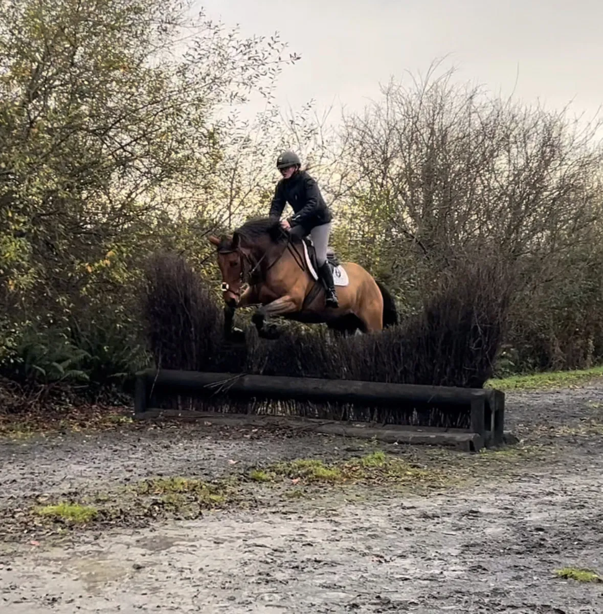 5yo TIH Deloughtane Josh - Image 3