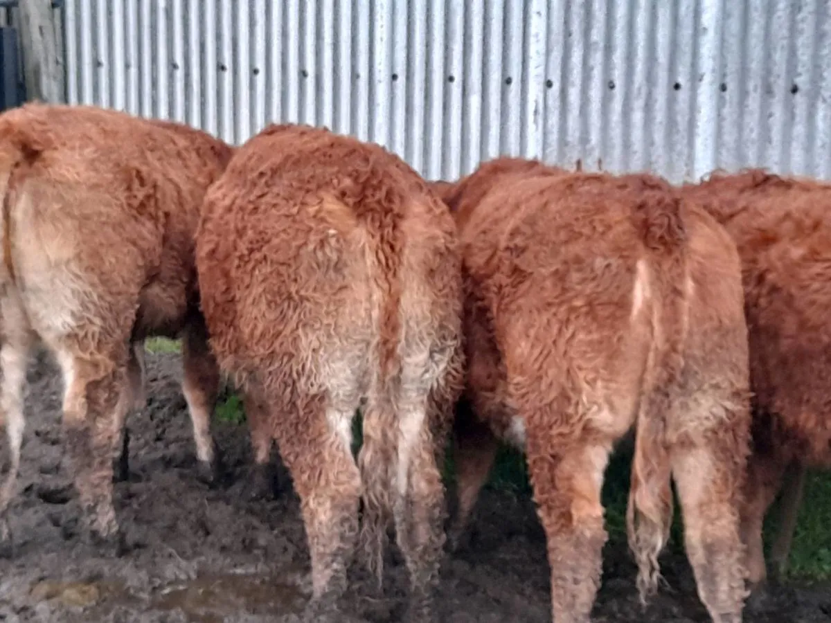 ✨️ Smashing Heifer Weanlings ✨️ - Image 3