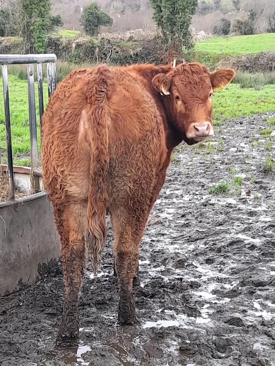 ✨️ Smashing Heifer Weanlings ✨️ - Image 2