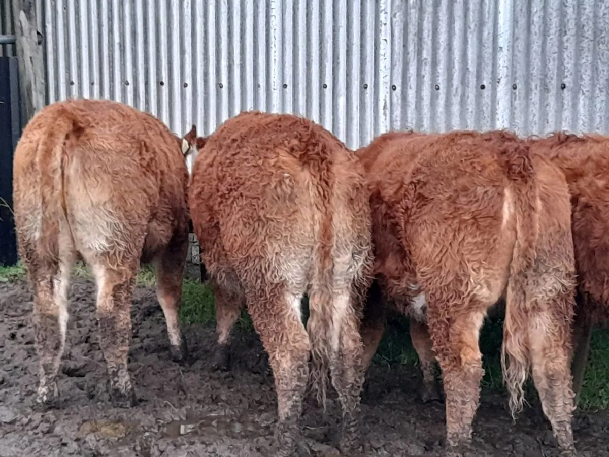 ✨️ Smashing Heifer Weanlings ✨️ - Image 1