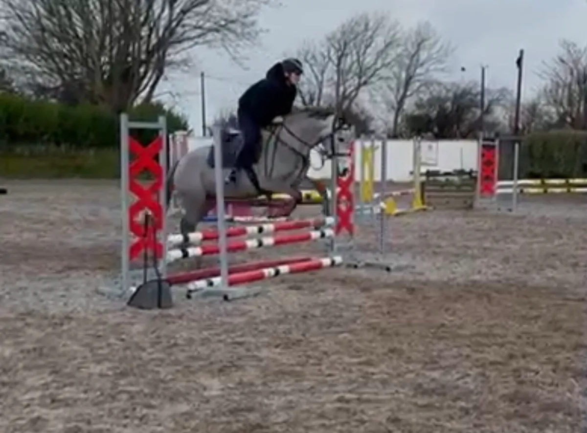 4yr old Connemara Mare - 148 / 14.2 - Image 4