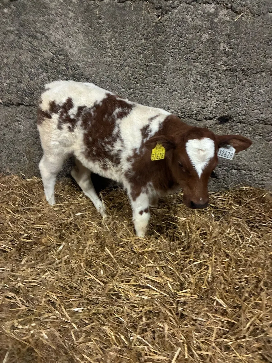 Super Belgian Blue Calves - Image 1