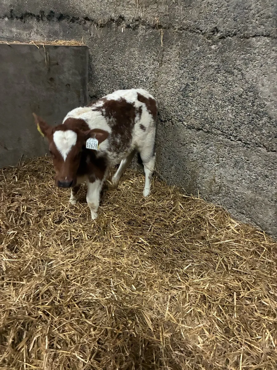 Super Belgian Blue Calves - Image 2