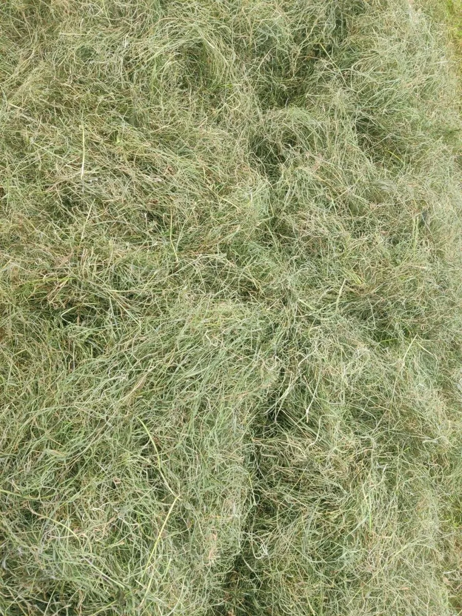 Hay and Haylage - Image 4